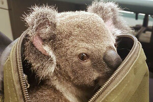 Koala bags best sale